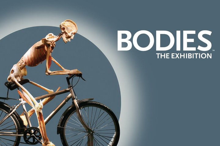 Bodies The Exhibition Tickets at the Luxor Hotel and Casino - Photo 1 of 17